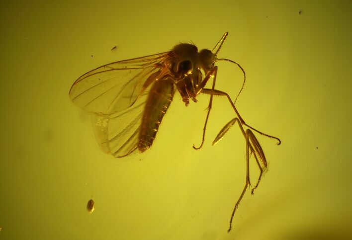 Detailed Fossil Fly (Diptera) In Baltic Amber #145475